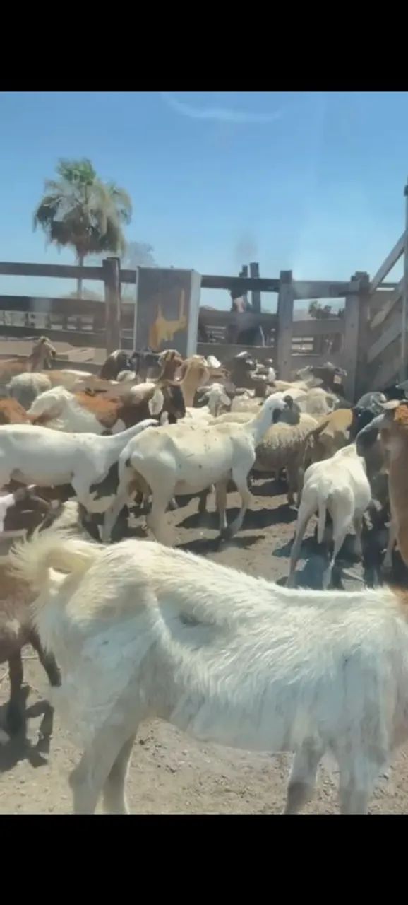 Vendo lote de carneiros e cabras tem uns 80 tudo  - Foto 5