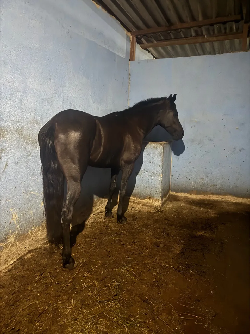 Cavalo lindo Manga larga Preto registrado Castrado