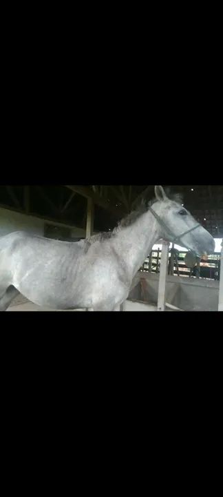 egua cavalo potra - Foto 2