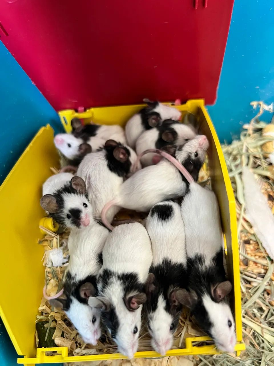 Topolinos64313864364930120