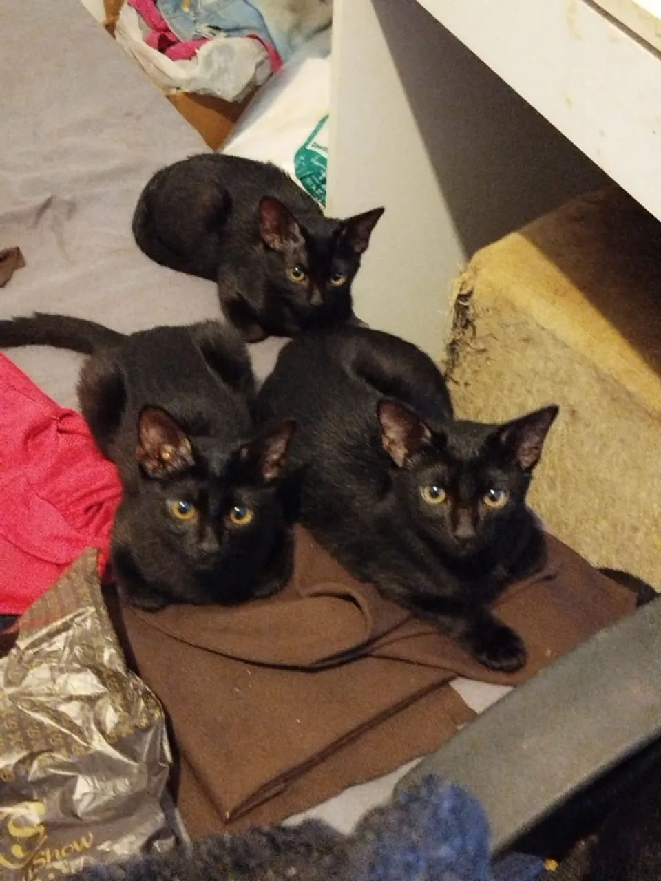 Gatos para adoção