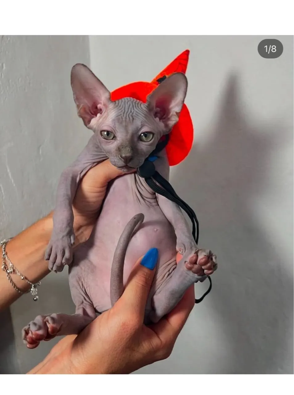 Sphynx Blue