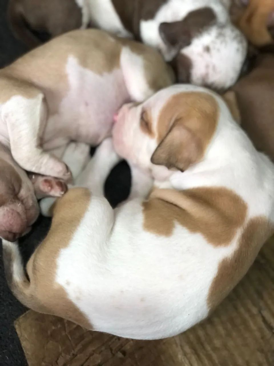 Filhotes de Pitbull 4 machos disponíve! - Foto 2