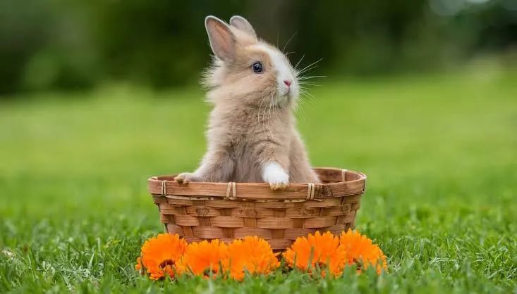 Mini Coelhinhos R$100 - Foto 2