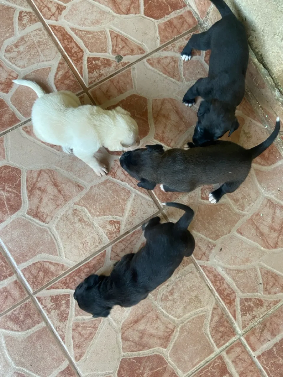 Filhotes adoráveis disponíveis para adoção!