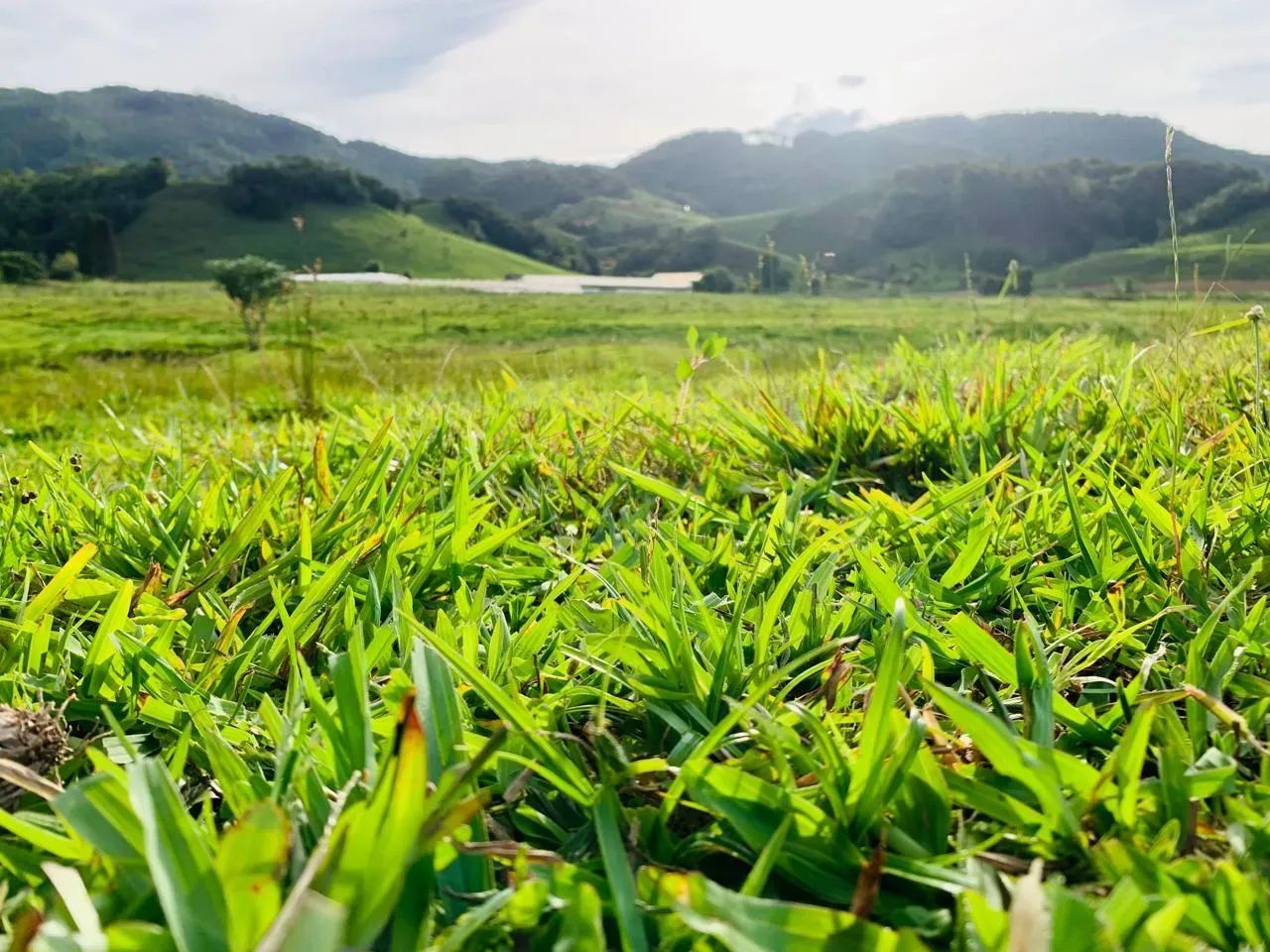 Sítio para Venda em Angelina, TERCEIRA LINHA, 1 dormitório, 1 vaga - Foto 3