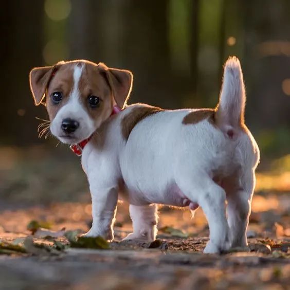 Jack Russell Terrier  Machooo