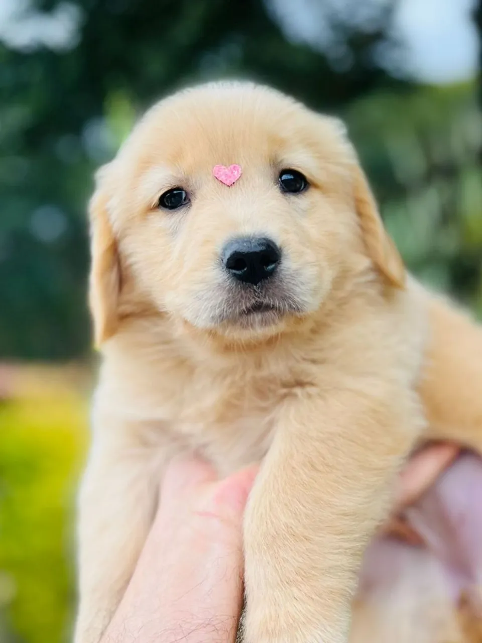 Filhote de Golden Retriever fofo e carinhoso