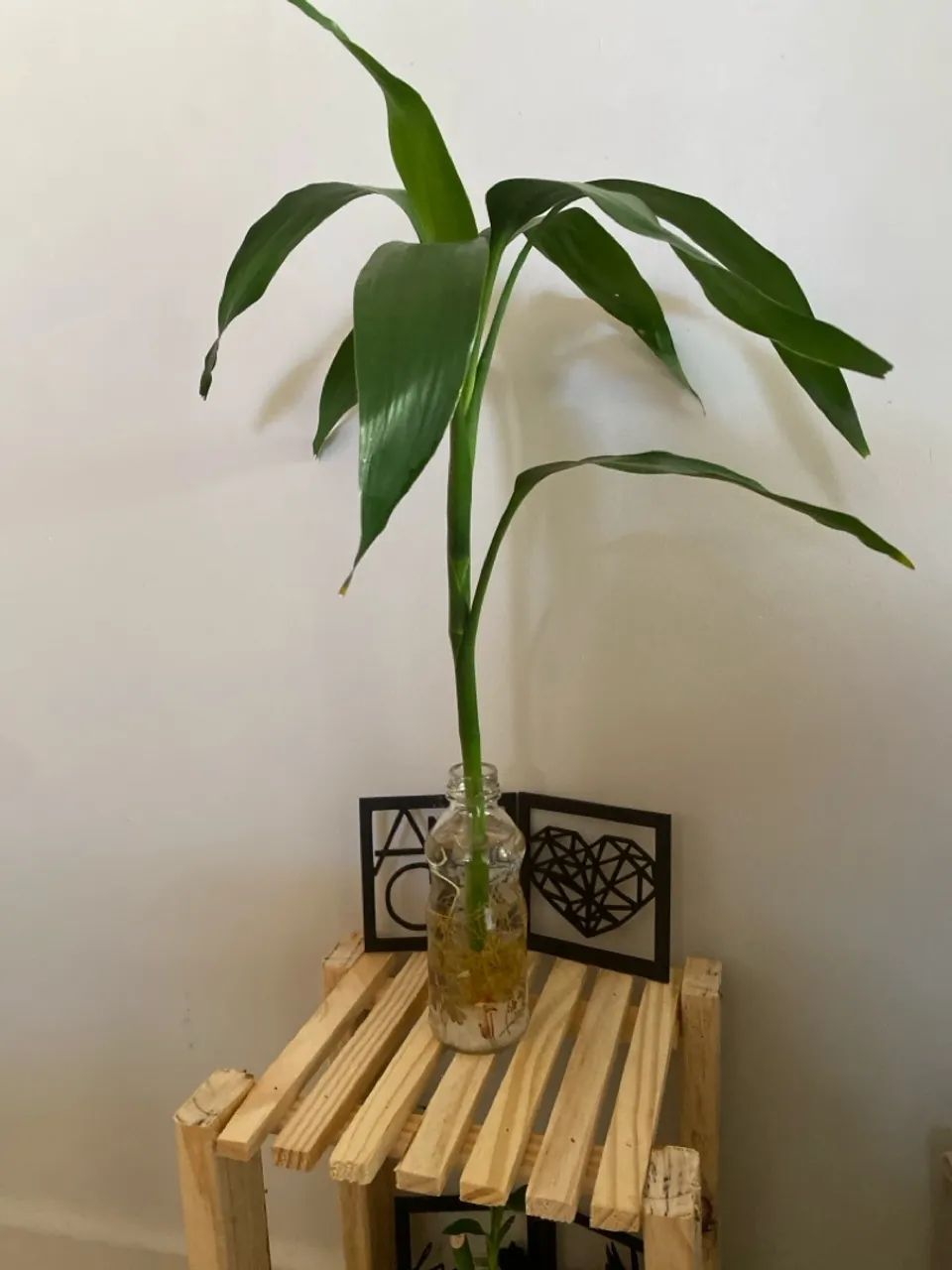 Planta Bambu da Sorte grande  em Vaso de Vidro