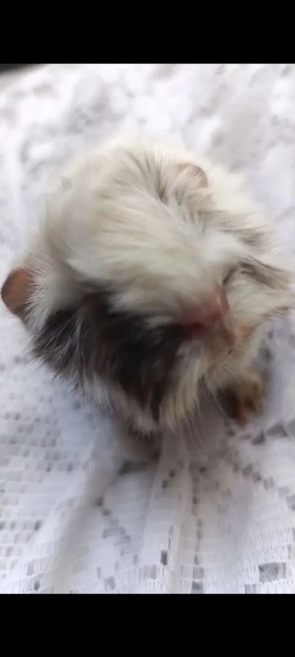 Porquinhos da Índia  - Foto 5