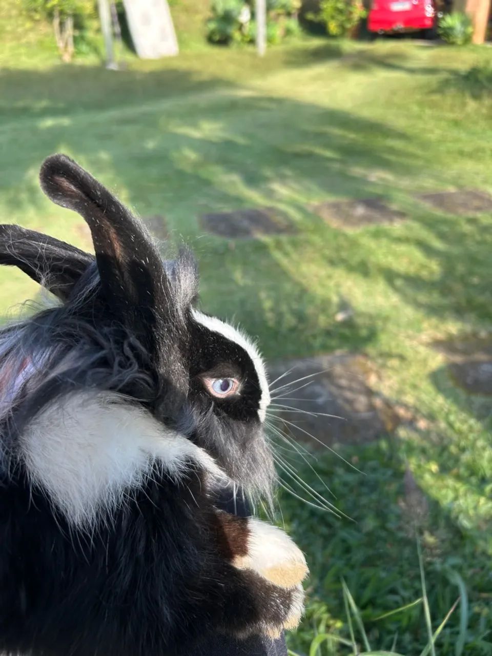 Coelho Mini LionHead- 8 meses- Macho