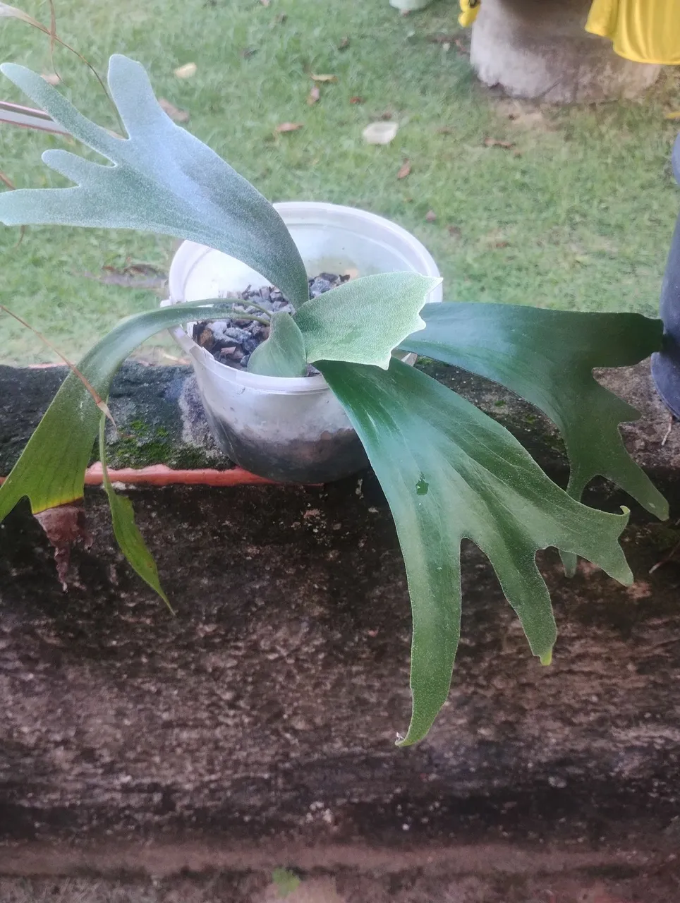 Planta Chifre de Veado - Bela e Exótica!
