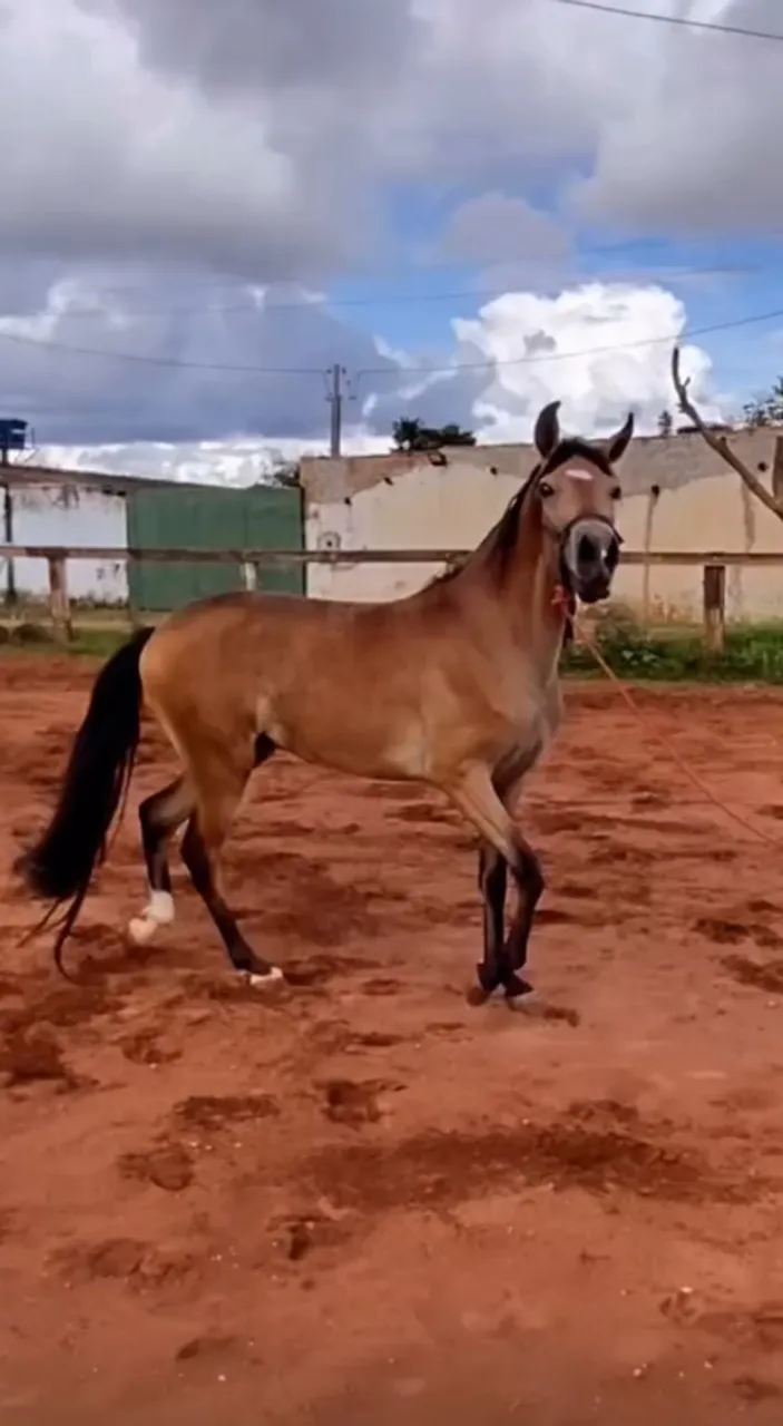 Mega Oportunidade: Potro Mangalarga Marchador - Filho de Grande Campeão da Raça!