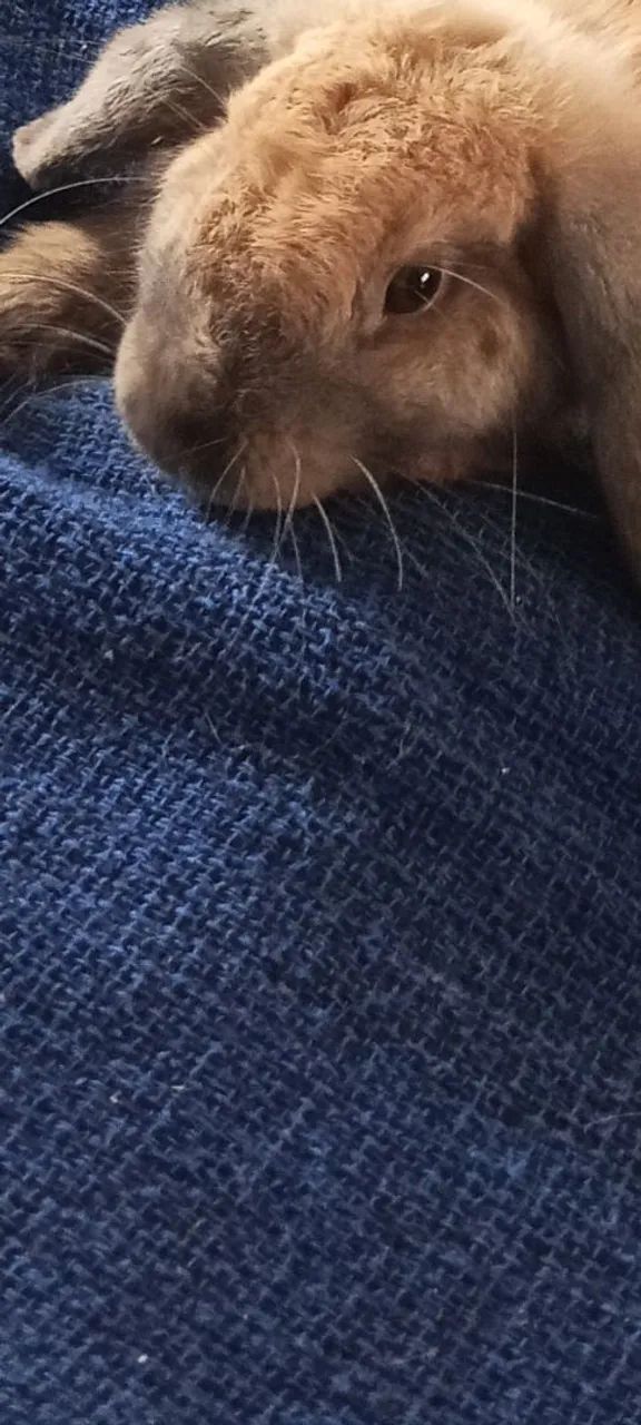 Coelho mini lop 120 dias já treinado, adora colo, carinho, atende pelo nome.  - Foto 4