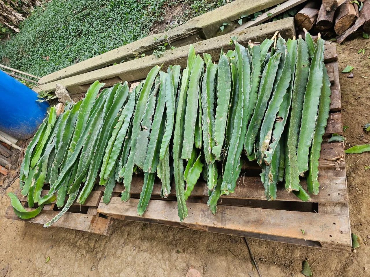 Mudas de Pitaya - Mais de 100 variedades ! - Foto 6