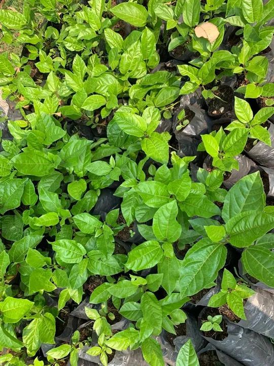 Mudas de Maracujá  - Foto 2