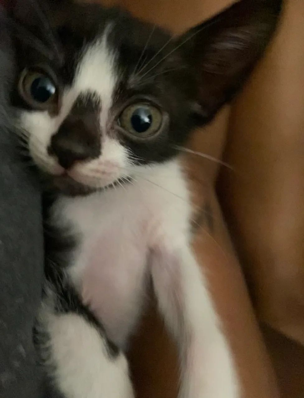 Gatinhos filhotes para adoção - Foto 4