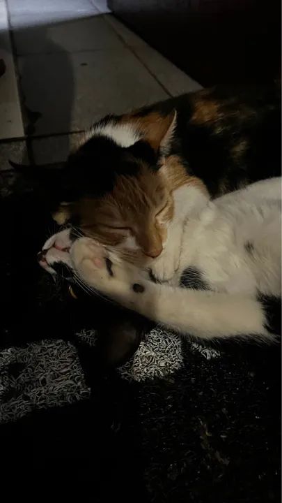 Dois gatinhos para adoção - Foto 5