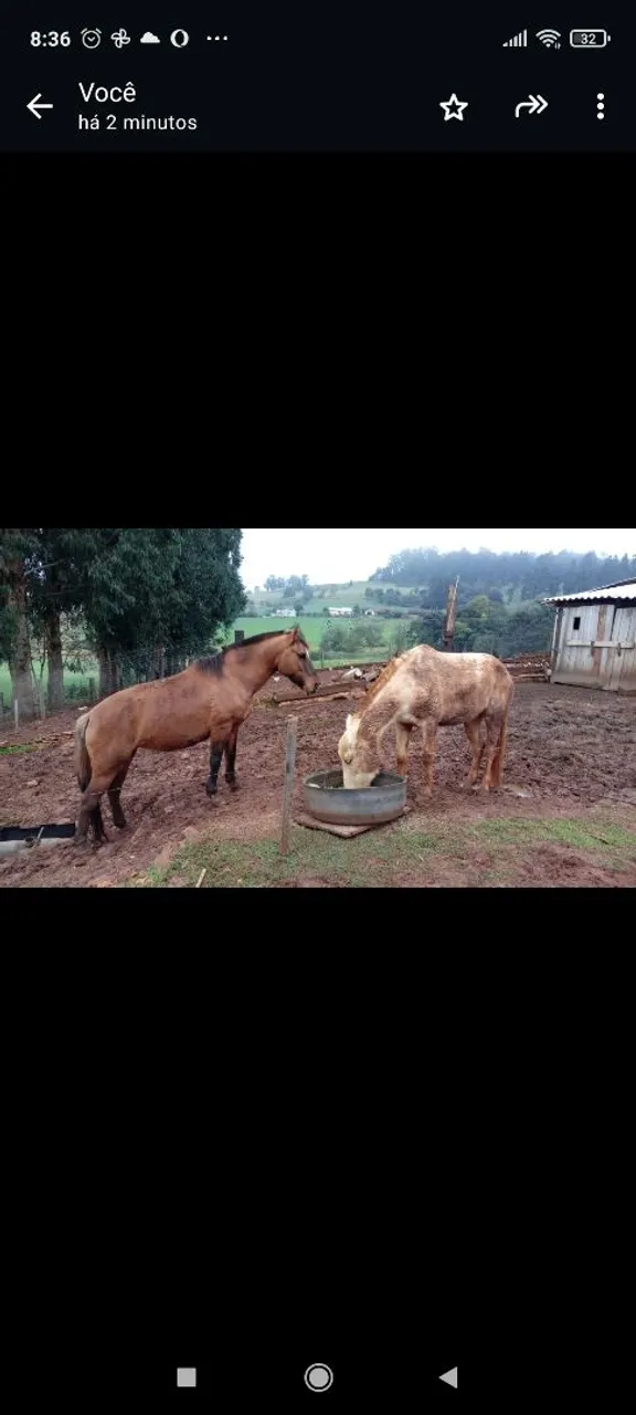 Cavalos