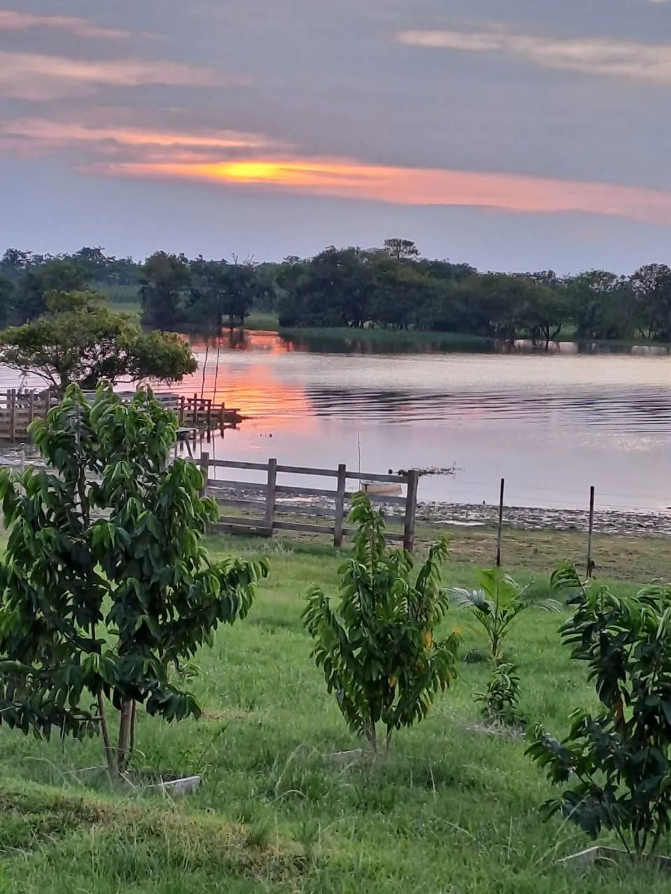 Fazenda para venda tem 3.000 Hectares, com búfalos, gado e trator em Santarém.PA
