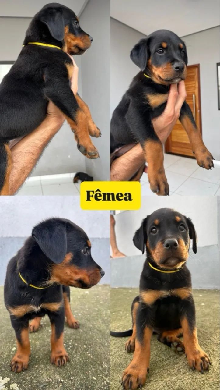 Filhote de Rottweiler