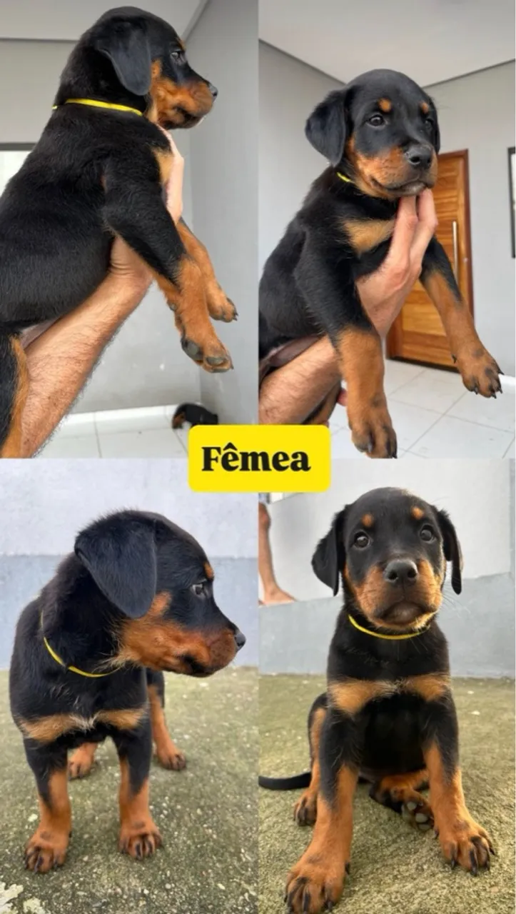 Filhote de Rottweiler