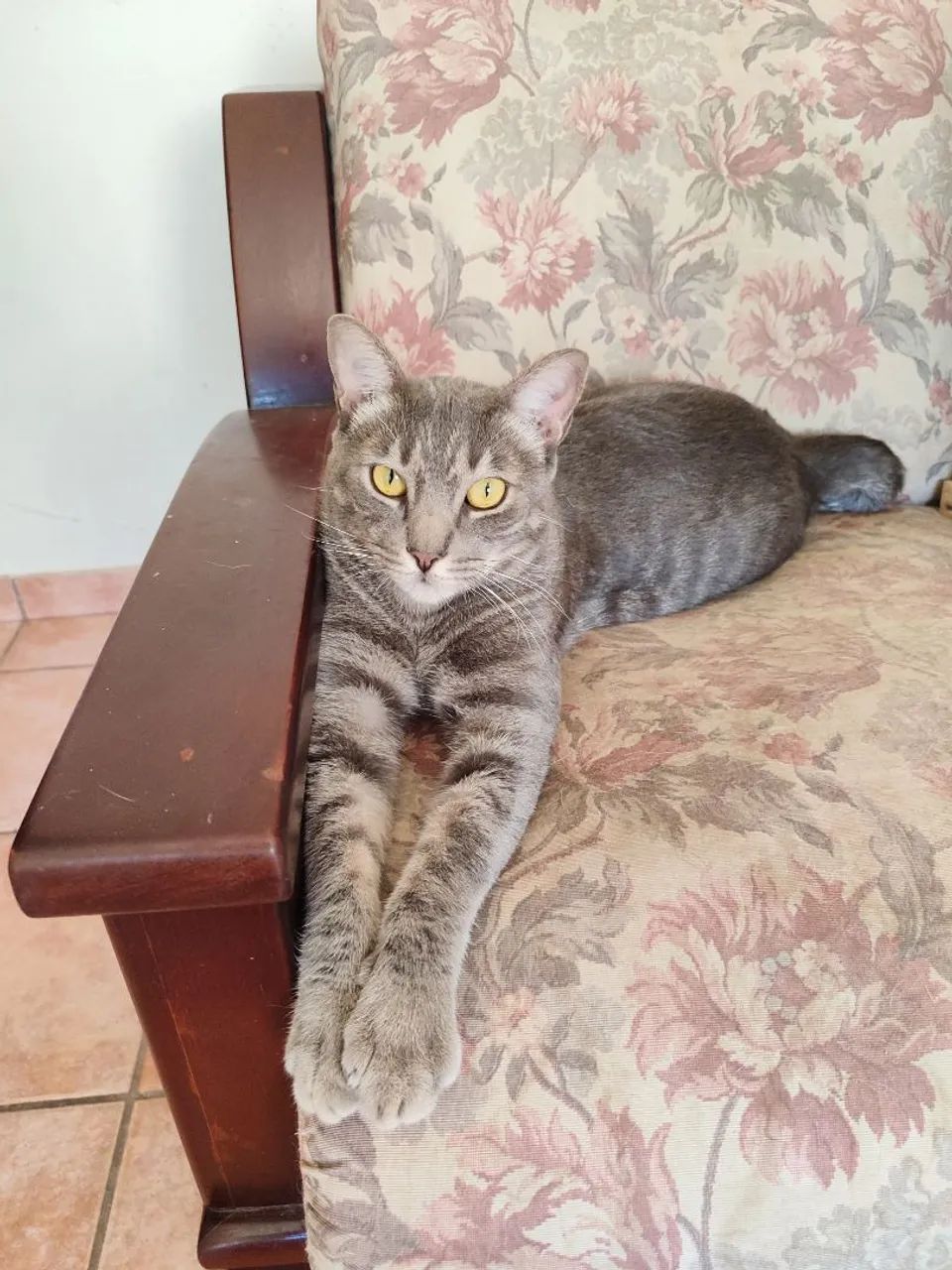 Gatos para adoção conjunta - Foto 2