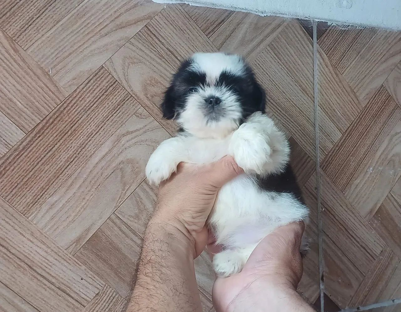 Filhote Shih Tzu puro