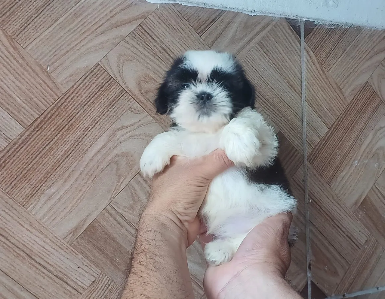 Filhote Shih Tzu puro