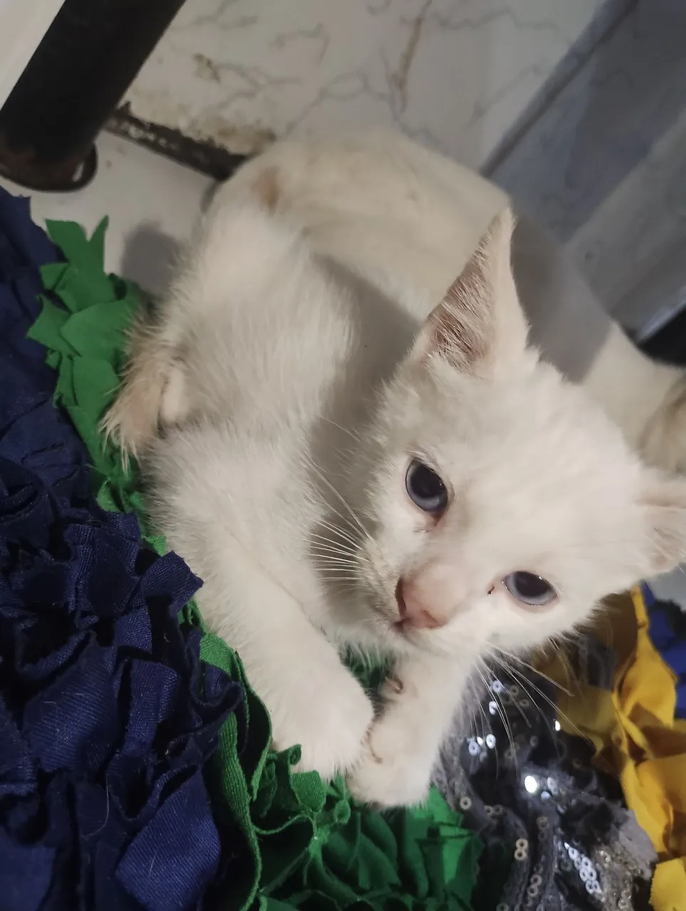 Gatinho branco e siamês para adoção