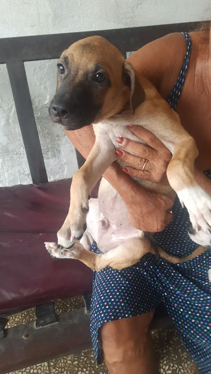 Filhotes SRD para adoção.