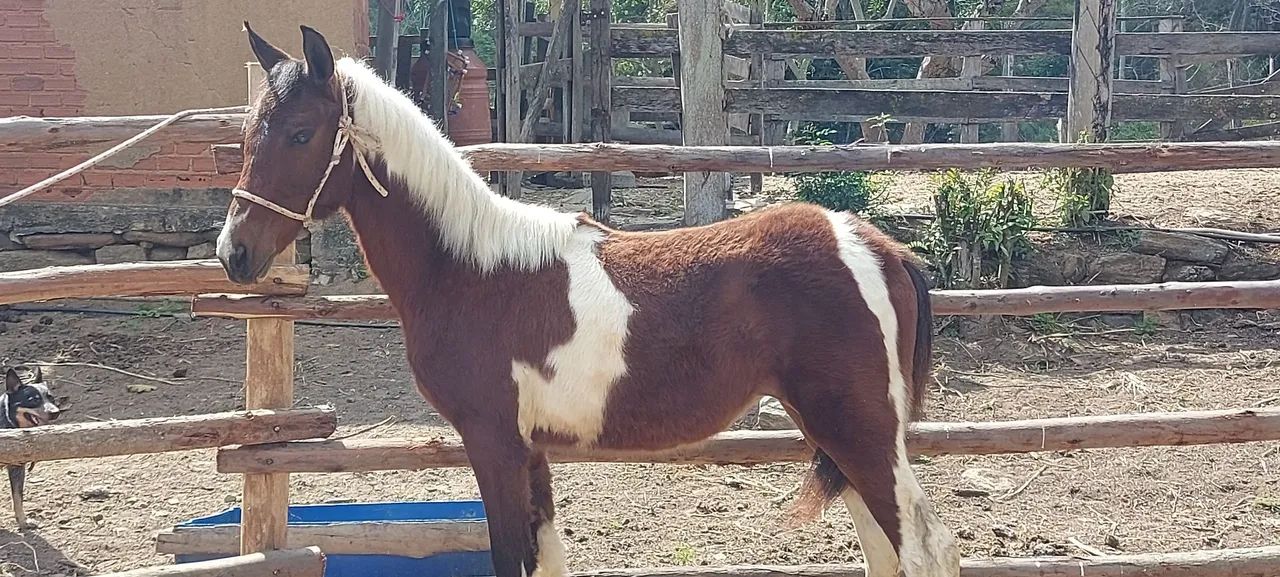 Potro pampa homozigoto (Registrado) - Foto 3