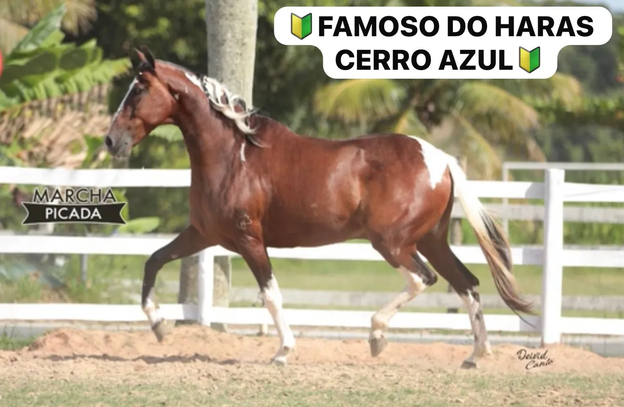 CASTRADO DE MARCHA PICADA, DUPLO REGISTRO, CAMPEONÍSSIMO!