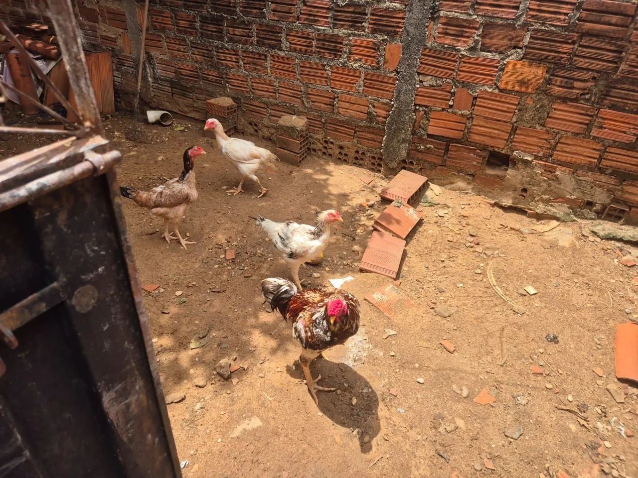 Vendo sete galinha indiana gigante. Cinco galinhas e dois galos.  - Foto 3