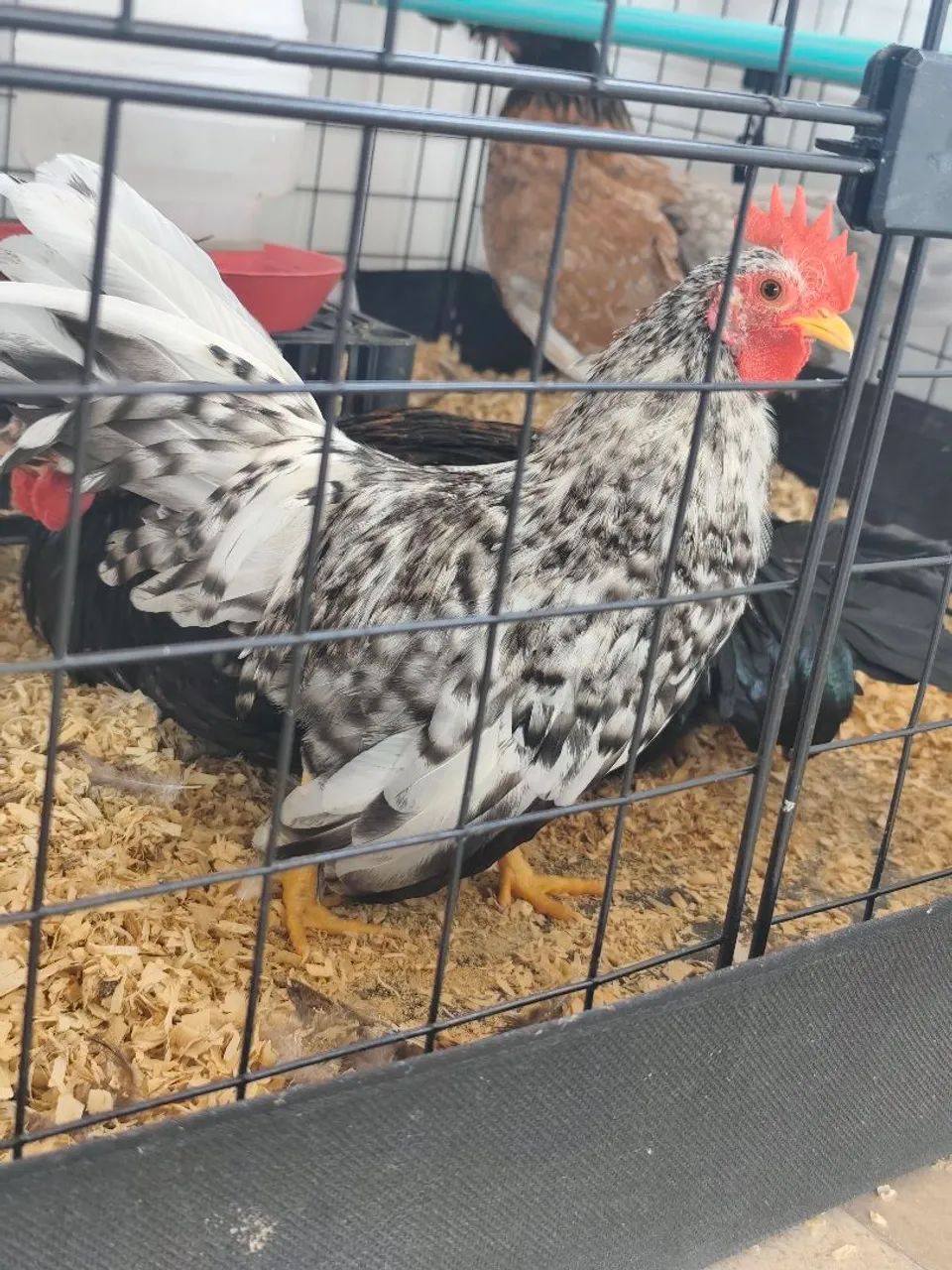 Nagasaki Galo - Foto 3