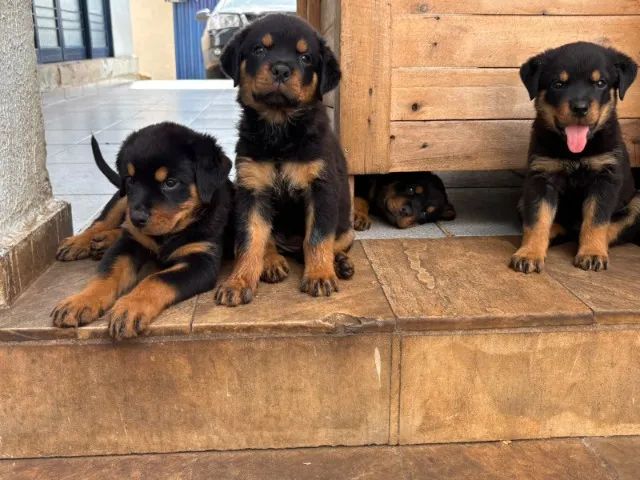 ROTTWEILER PURO 