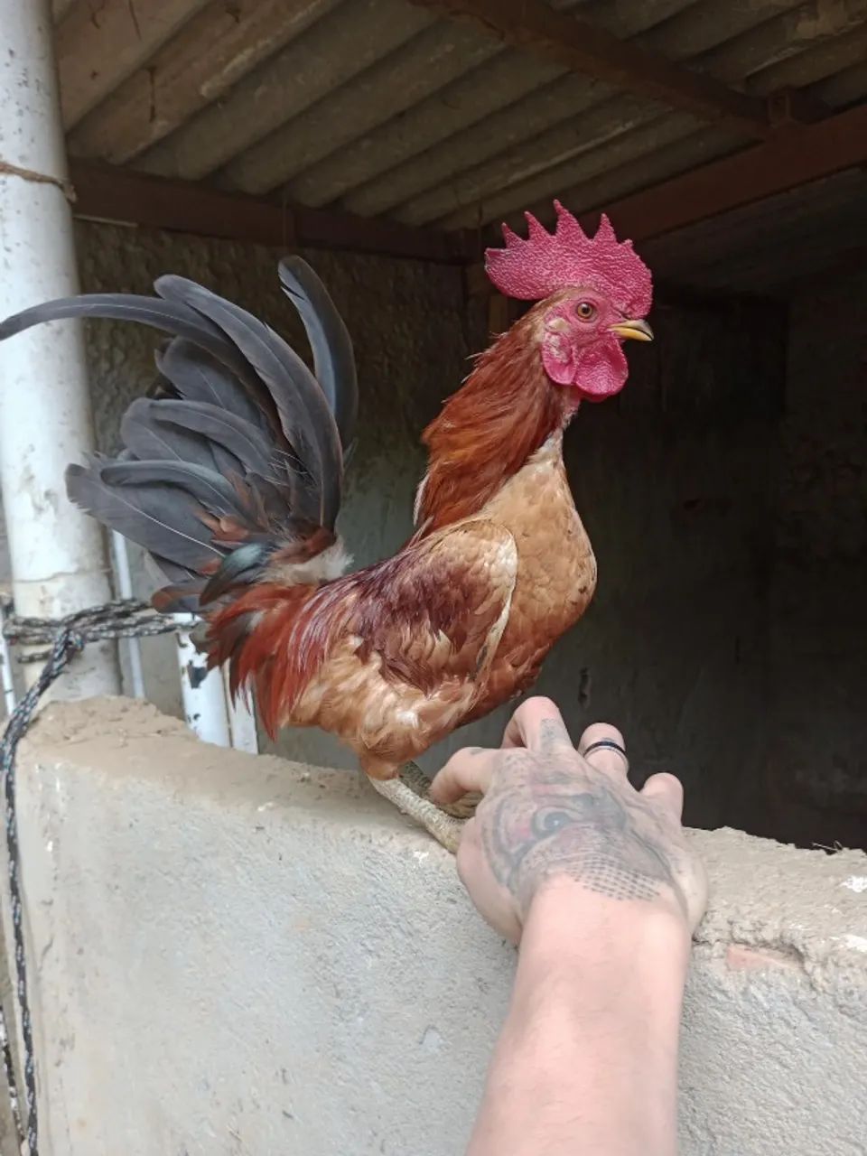 Galo garnizé Serama 