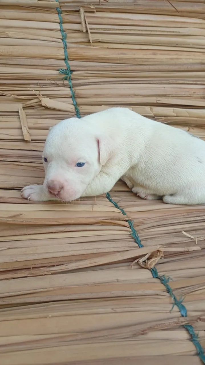 FILHOTES DE PITBULL PURO - Foto 2