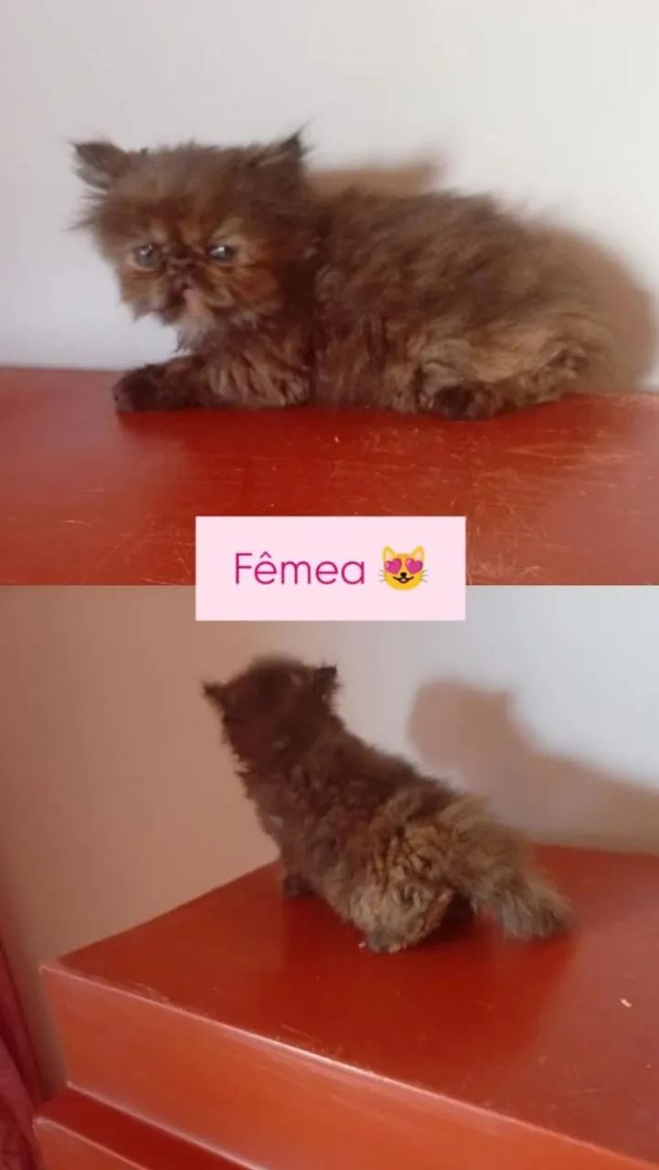 Gato  - Foto 3