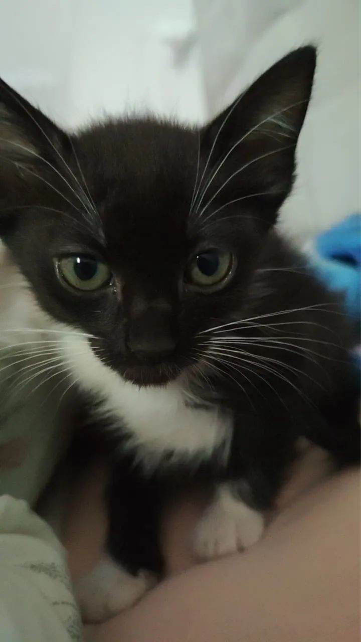 Doa-se 3 gatinhos - Foto 5