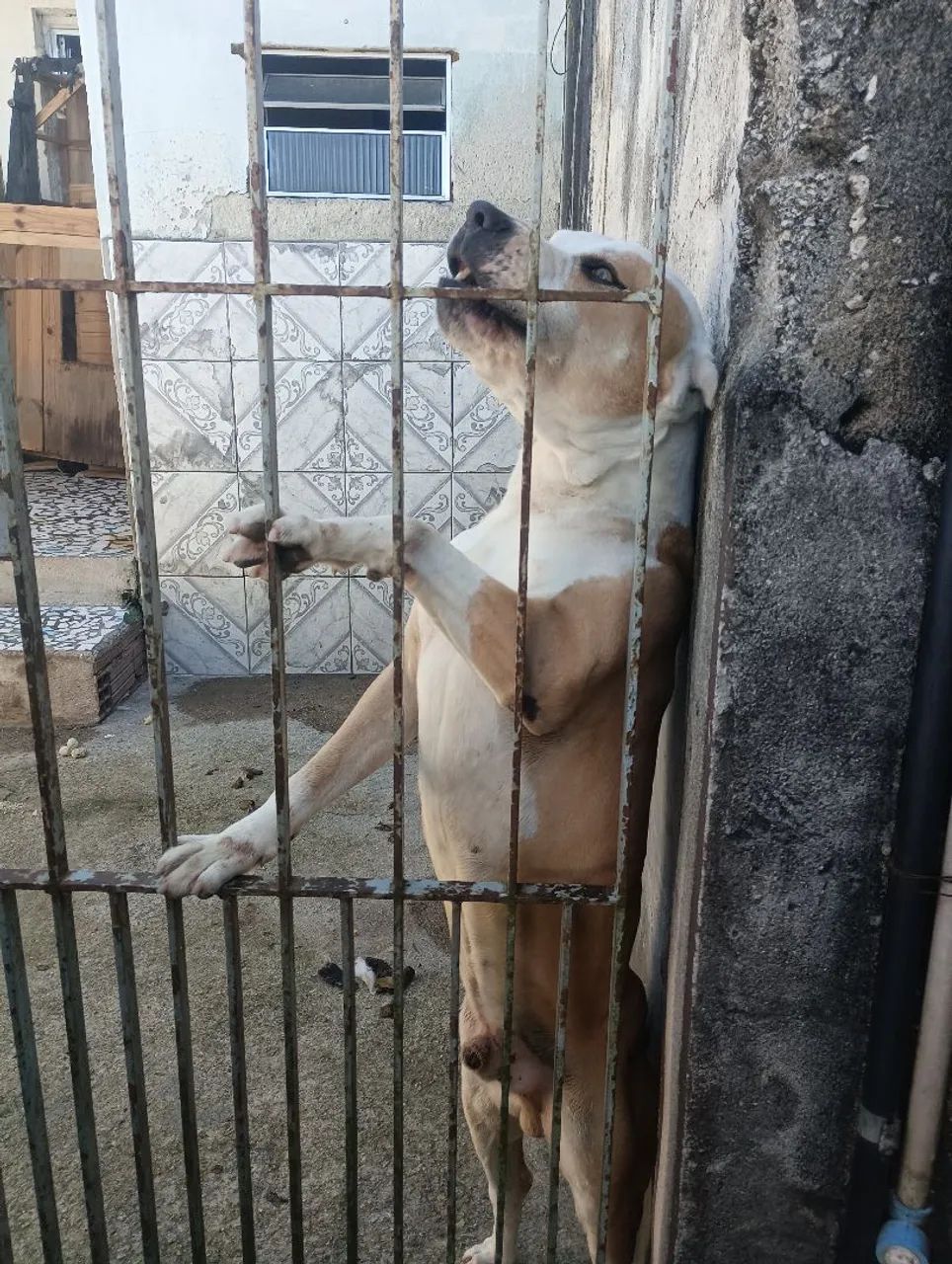 Cachorro  - Foto 4