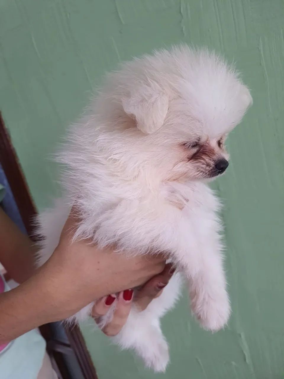 Spitz alemão  - Foto 4