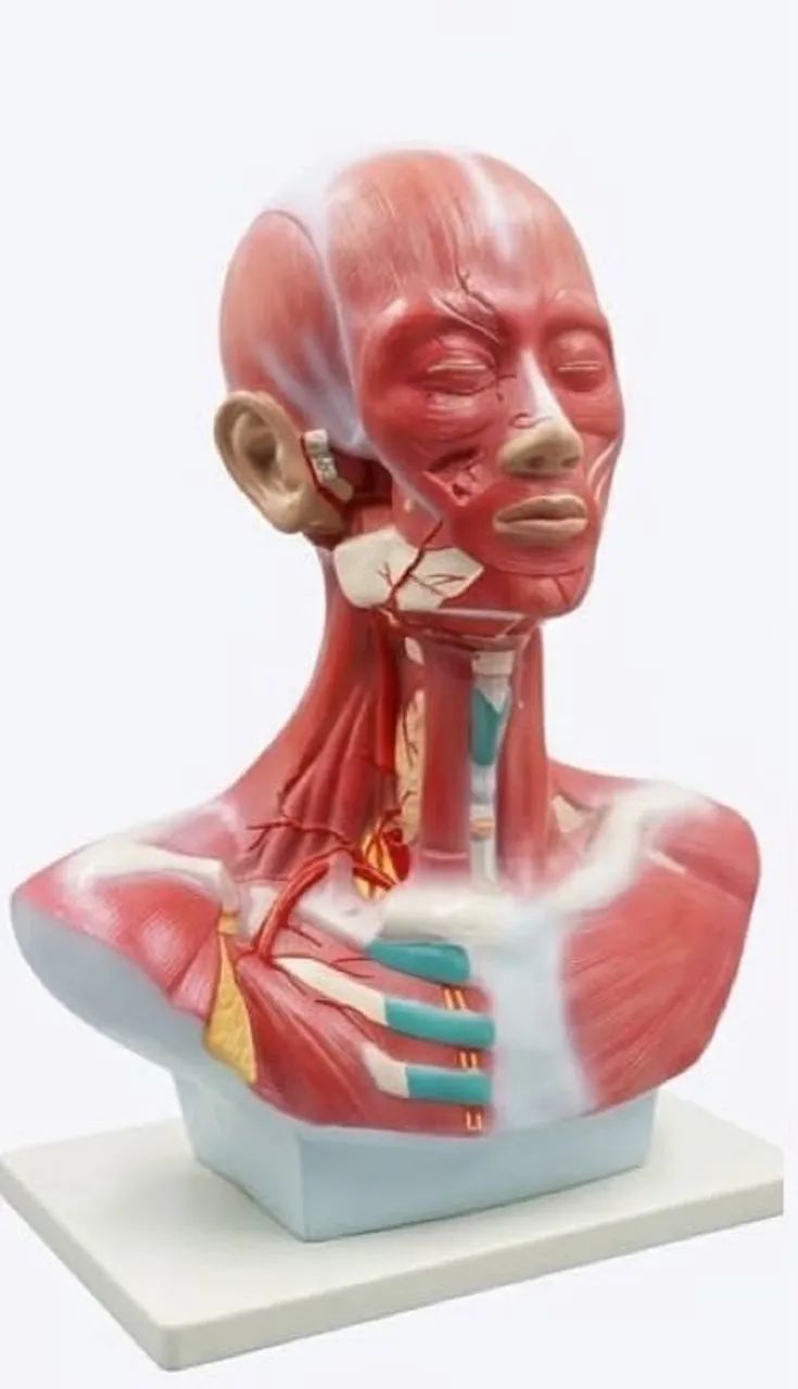 Modelo Anatômico de Musculatura Cabeça e Pescoço DV00239 - Foto 4