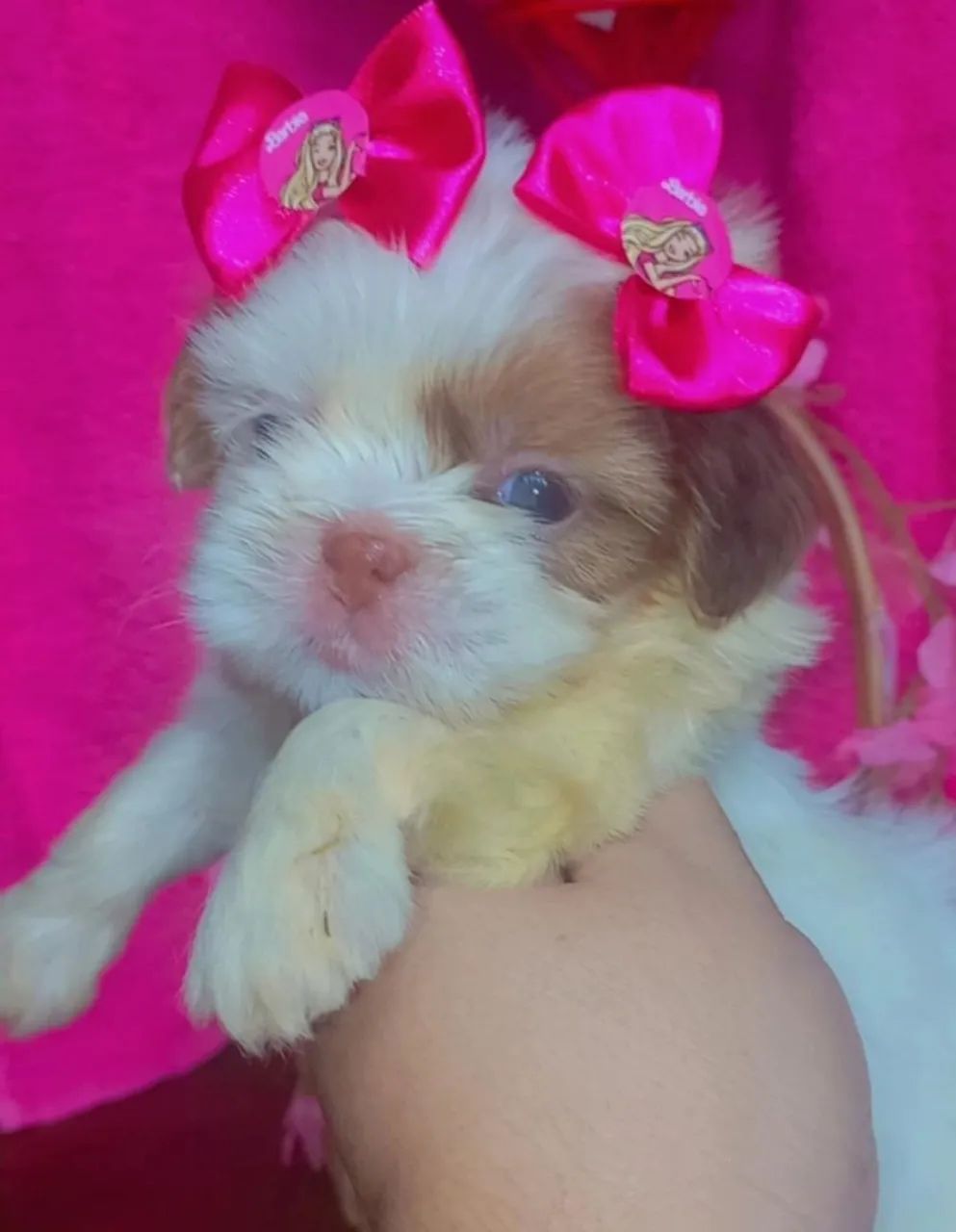 Shih tzu  - Foto 4
