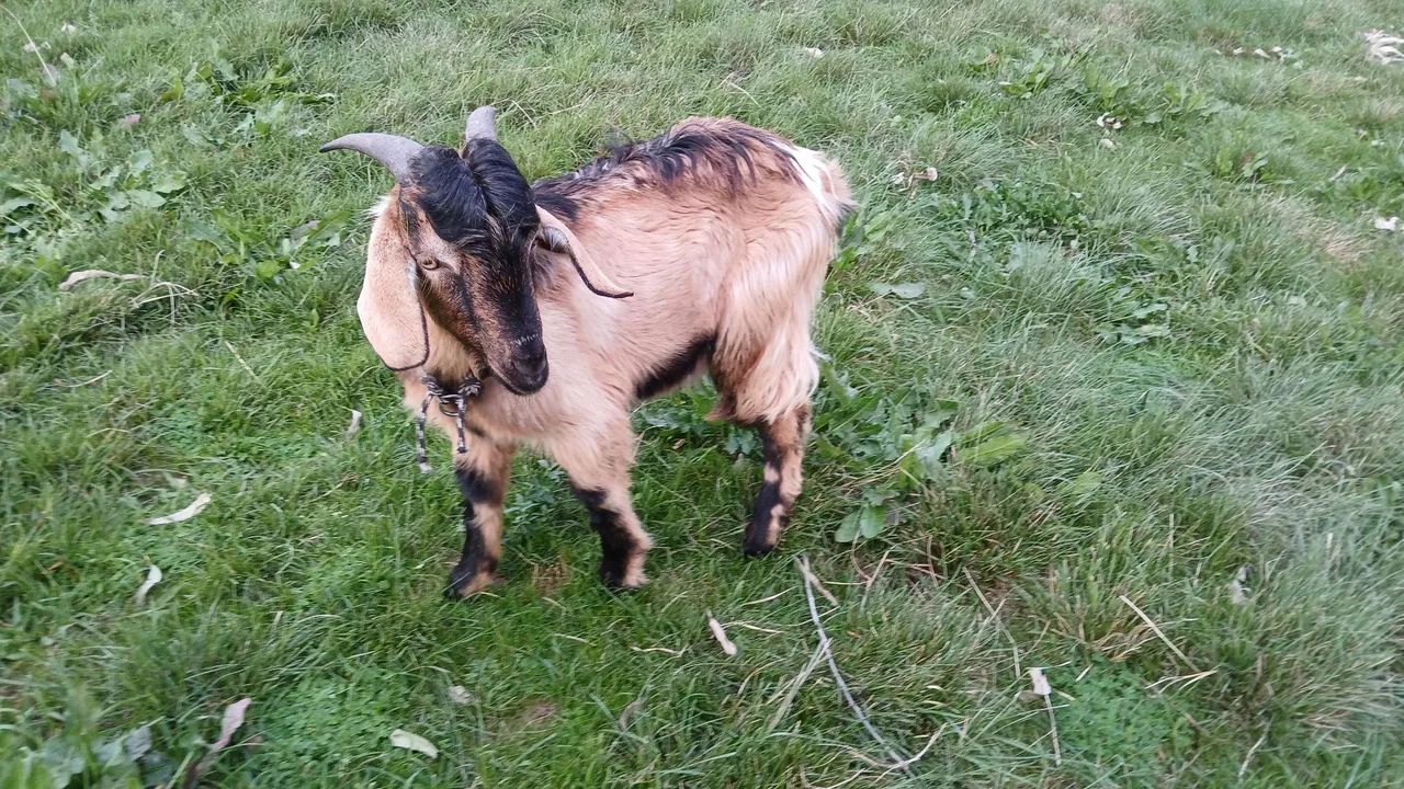 Cabrito macho - Foto 4