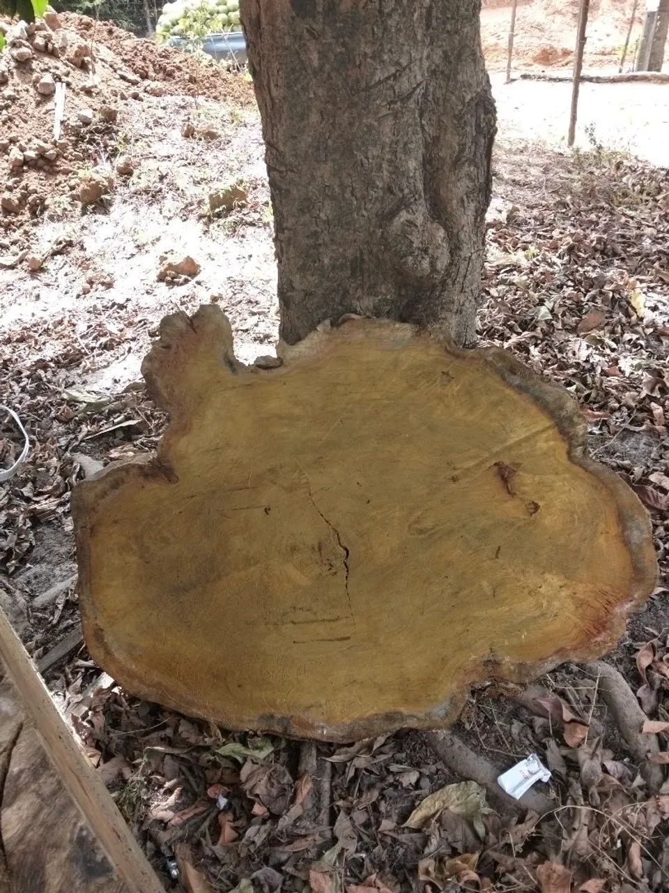 Peças de Jaqueira para mesa  - Foto 3
