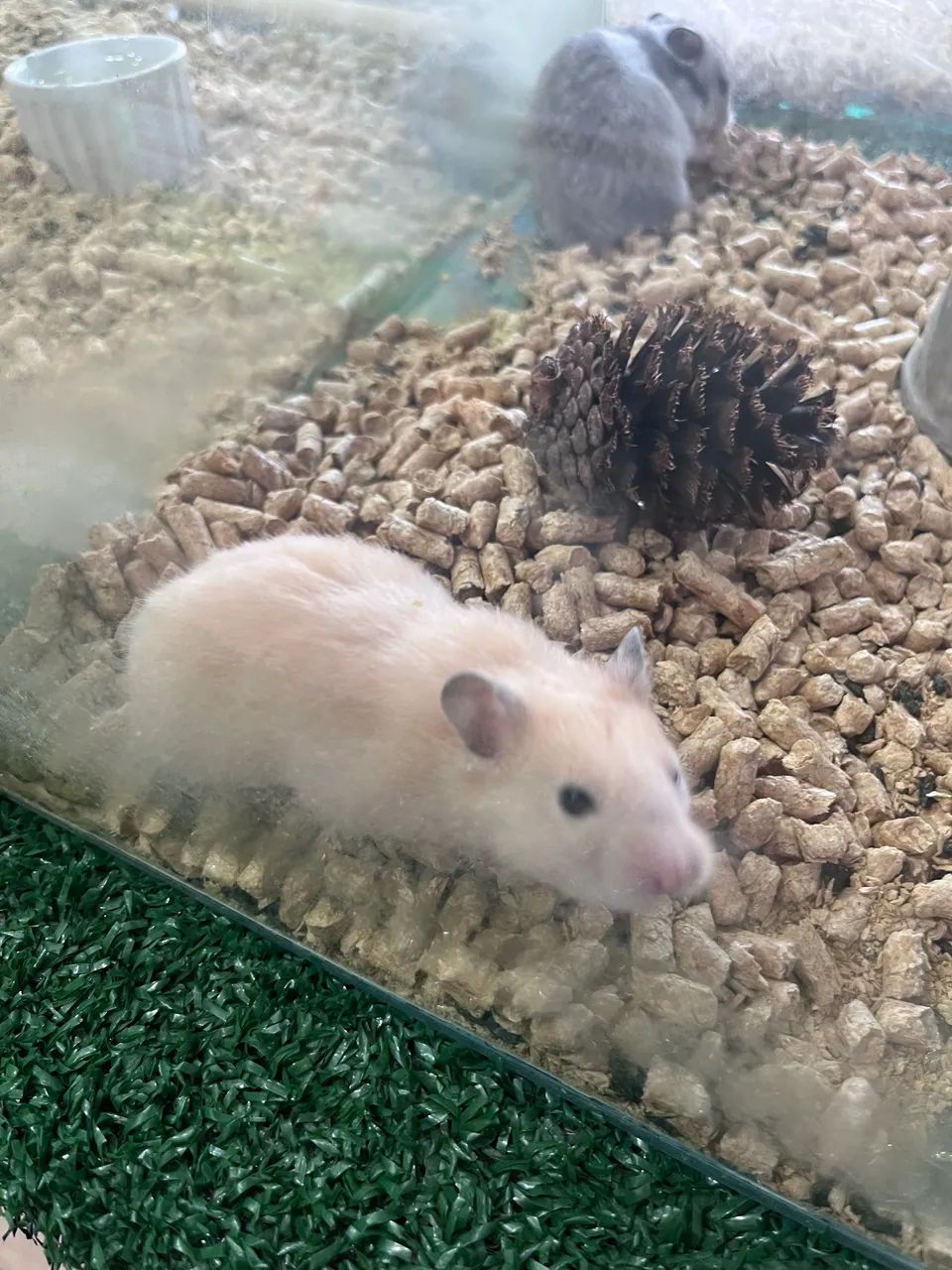 Hamster sírio  - Foto 5