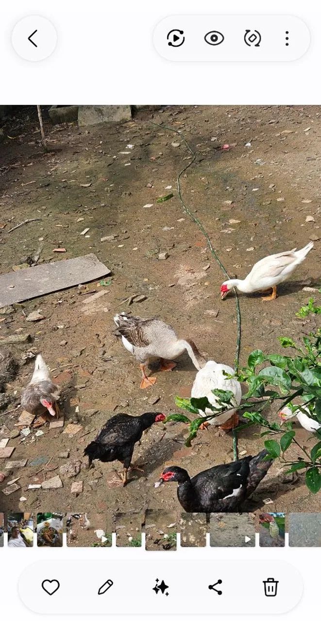 Casal de ganso  - Foto 2