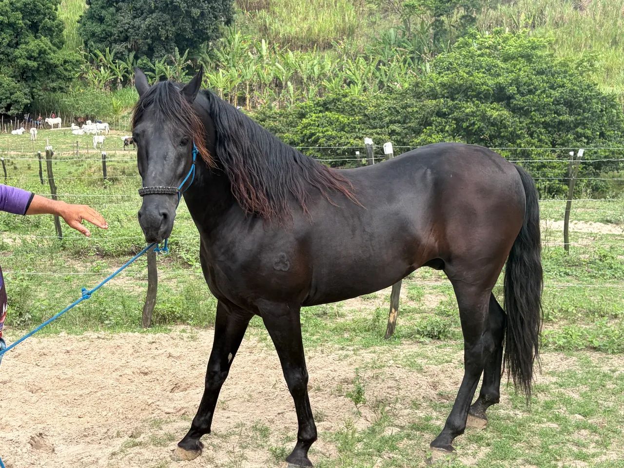 Cavalo mangalarga marchador registrado  - Foto 5