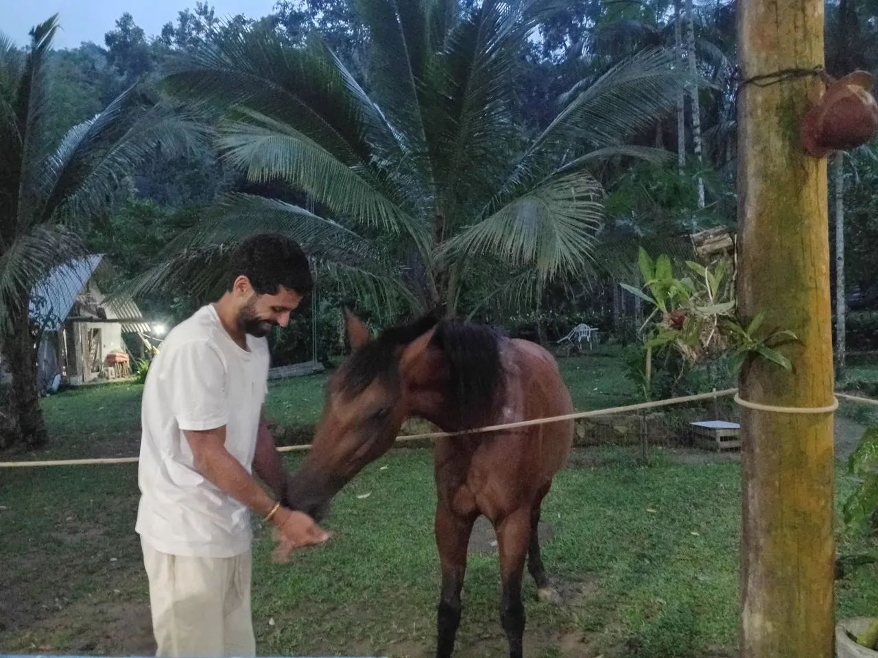 Cavalo quarto de milha - Foto 2